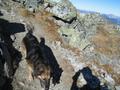 Neben vielen Kindern gibt es auch anderes Getier - mindestens 5 bis 10 Hunde erklimmen den Gipfel des Gr. Bsenstein