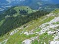 Die Auswirkungen eines groen Latschenbrandes im Jahre 1957 sind noch immer sichtbar (vielerorts sind nur Wurzeln erkennbar)