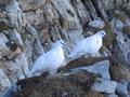 Vorbei an 5 Schneehhnern - bei einer war der Schwanz noch schn schwarz. Whrend die anderen 3 laut schimpfend entfleuchten, hatten mich diese zwei beinahe in ihr Herz geschlossen. Nachdem mir der Sinn aber gerade nicht nach einem Dreier stand, schritt ich weiter gen Gipfel