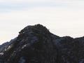 Eine Gams am Kraxenkogel