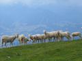 Viele Schafe am Sinabell - aufgef�delt f�r das Gruppenfoto