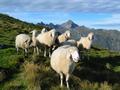 Sehr anhngliche Schafe am Pleschnitzzinken - man wird an 