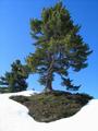 Schner Baum in der Nhe der Grafenbergalm