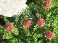 Vereinzelt sumen Alpenblumen den Weg