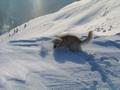 Auer mir waren heute noch 7 weitere Schitourengeher, 1 Snowboarder mit Schneeschuhen und 2 Hunde am Gipfel.
