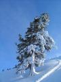 Dieser Baum kennt Sonnen- und Schattenseiten nur allzu gut