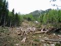 Am Sbelboden - die Auswirkungen einer groen Lawine vom Winterstein