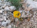 Selbst auf steinigen Wegen gibt es schne Blumen (gelber Alpen-Mohn)