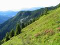 Beim weglosen Abstieg vom Vorderkogel ber steile Almrauschhnge - im Hintergrund mein nchstes Ziel: Die Scharwandspitze