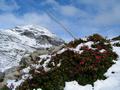 Blhender Almrausch im Julischnee
