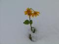 Vom Schnee berrascht