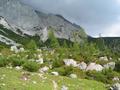 Uriges, tierreiches 