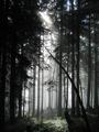 Schne Lichtstimmung im Wald