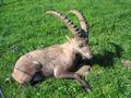 Ein Steinbock am Weg - beim gitterartigen Muster handelt es sich nicht um Brandzeichen sondern um den Schatten des Geheges