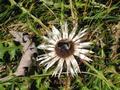 Ein Hummel nascht an einer Silberdistel
