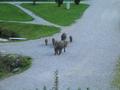 Beim Gasthof Kleefeld ist eine Wildschweinfamilie aus dem Gehege entwichen.