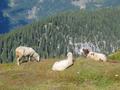 Einige Schafe am Stodergipfel - die meisten liegen in schattigeren Pltzen unter Latschen