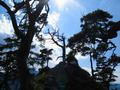 Urige Bume und Baumskelette vor dem blauen Himmelhintergrund