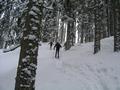 Ab Kaltenbrunn geht es ein kurzes Stck durch etwas dichteren Wald ...