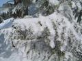 Schne Schneekristalle an den Bumen