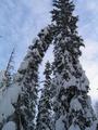 Schwer haben die Bäume unter ihrer Schneelast zu tragen