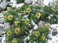... da wuten wir aber noch nicht, was uns heute noch erwarten wrde - und so fanden wir das im Schnee liegende 