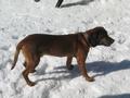 Ein hungriger oder auch nur neugieriger Hund macht sich an unbewachte Ruckscke der Schitourengeher heran.