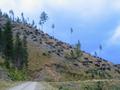 Der Weg von der Schladminger zur Stiegleralm fhrt unschwierig ber breite Forststraen durch ein groflchiges Windwurfgebiet. An einigen Weggabelungen mu man allerdings gut aufpassen, da man den richtigen Weg einschlgt. Die kleinen verblichenen Markierungs-Holztfelchen sind nur schwer ausmachbar.