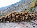 An einer Stelle blockiert ein Holzstapel den Weg. Links geht es sehr steil hinunter - rechts steigt ein Felsen auf. Der einfachste Weg fhrt direkt BER den Stapel.