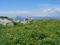Das vermeintliche Krautschwellereck. Aufstiegszeit aus der Scharte 2,5 Minuten. Oben am wunderschnem, blumenreichen Plateau mit Aussicht zur Kammspitze (links) und dem Dachstein (rechts im Hintergrund) angelangt, sagt uns aber das GPS, da wir noch nicht am Krautschwellereck stehen ...