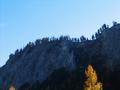 Oben am Hirnberg stehen die Bume wie aufgefdelt - laut Karte mu es auf der Rckseite (unmarkierte) Steige zum hchsten Punkt geben.