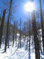 Ab ca. 1.400 bis 1.500 Meter abwrts wird der Schnee abwechslungsreicher. Im schattigen Wald gibt es noch akzeptablen Pulver, in der Sonne aber auch schon schweren, patzigen Schnee.