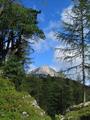 Kurz nach der Wildenseealm mit der gleichnamigen Htte wird man zum ersten Mal des Gipfelzieles gewahr. Ziemlich schroff spht er durch die Bume hindurch ...