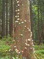 Von der Vordersandlingalm geht es zunchst Richtung Oberlupitsch. Anfangs durch Wlder hinab (am Fue dieses Baumes wachsen zahlreiche Pilze => es mu sich da wohl um den 