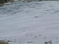 Einige Wanderer sind ber das Apere Schareck und den Schareck-Gletscher heraufgekommen ...