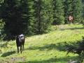 Ein jugendlicher, schwarzgehuteter, angriffslustiger Stier sorgt kurzfristig fr erhhten Adrenalinspiegel - als ihm auch noch der 2. gescheckte Kollege (rechts hinten) zur Hilfe kommt, ziehen wir schleunigst von dannen ...
