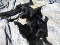 Viele Wanderer und auch ein Hund verweilen beim Gipfelkreuz, und nachdem es uns allmhlich etwas zu eng und laut wird, steigen wir hinab zur Akarscharte ...