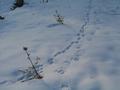 Eine dnne Schneeauflage - teilweise gefroren - ab der Saukaeixe. Und damit bereits fr Schneeschuhe gut geeignet.