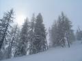 Beim Aufstieg gab es meist leichten, feinen Schneefall. Ab der Waldgrenze konnte sich die Sonne etwas leichter durchsetzen.