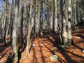 Weiter geht es durch den herbstlaubbedeckten Wald
