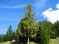 ... zunchst ein kurzes Stck ber Wiesen und duch lichten Wald zu dem Gattertor am rechten Bildrand.