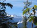 Immer wieder erhascht man durch Bume und Strucher hindurch prchtige Ausblike - wie hier (noch einmal) zum Dachstein ...