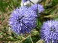 ... und wem die 1.600 Hhenmeter in einem Stck zu lang sind, der kann sich bei einer kleinen Strkung an den vielen Alpenblumen und ihren tierischen Besuchern erfreuen.