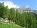 Der untere und grte Teil des Waldes besteht aus Laubbumen - erst im obersten Abschnitt geht der Laubwald in Nadelwald ber - auch einige Lichtungen gibt es hier oberhalb der Brunnalm