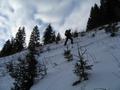 Nach den freien Wiesenhngen folgt ein kurzes, etwas steileres Waldstck mit Jungbumen (am Rand aufsteigen !).