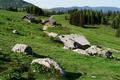 Nach etwa 1 Stunde Fumarsch ber die Forststrae ist die Stuhlalm erreicht.