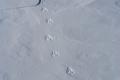 Spuren im Schnee - Tiergemacht