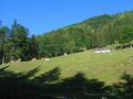 Bei der Schffau Alm.