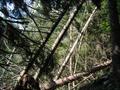 Wie schon auf zahlreichen Touren zuvor, haben wir auch hier mit Windwurf Marke 