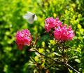 Vorbei an prchtig bunt blhenden Blumen (genug der 